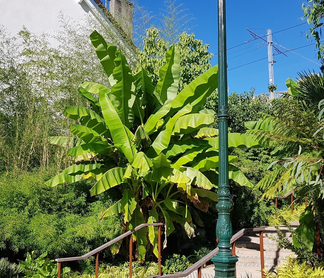 Square de la Jungle 2